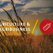 Our work in the field of agriculture, agribusiness and food industry development encompasses every aspect of agriculture as well as private sector support focusing on improving the capabilities of local agribusinesses and SME to enable them to create income and employment opportunities for the local population.